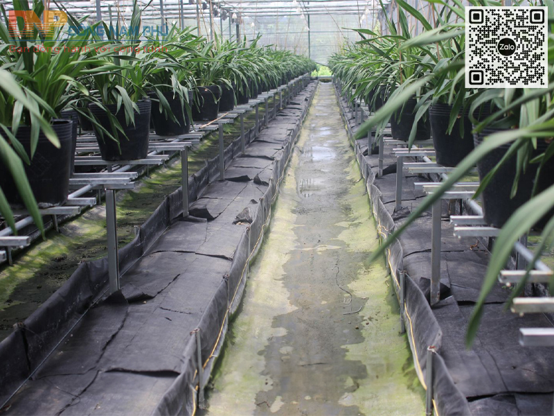 Cách sử dụng vải địa kỹ thuật trong trồng cây